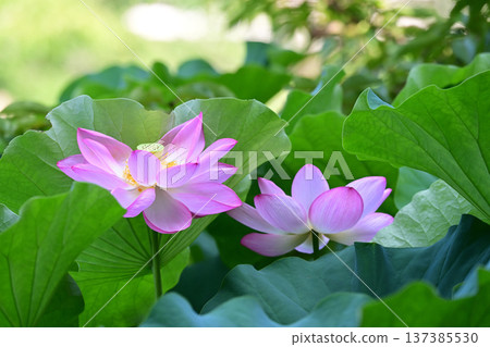 純淨綻放的蓮花 137385530