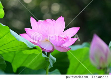 Purely blooming lotus flower Purely blooming lotus flower 137385533