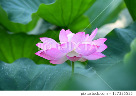 Purely blooming lotus flower Purely blooming lotus flower 137385535