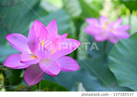純淨綻放的蓮花 137385537