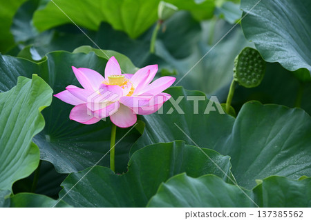 純淨綻放的蓮花 純淨綻放的蓮花 137385562