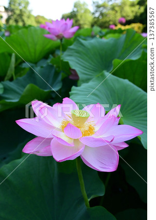 純淨綻放的蓮花 純淨綻放的蓮花 137385567