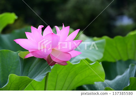 Purely blooming lotus flowers Purely blooming lotus flowers 137385580