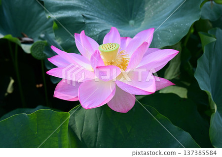 Purely blooming lotus flowers Purely blooming lotus flowers 137385584