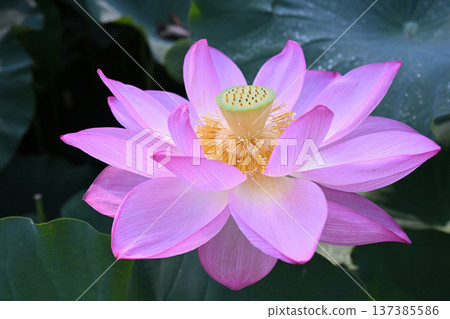 Purely blooming lotus flowers 137385586