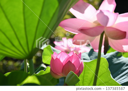Purely blooming lotus flower Purely blooming lotus flower 137385587