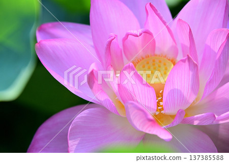 Purely blooming lotus flower Purely blooming lotus flower 137385588
