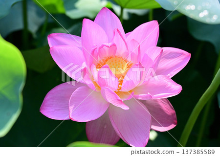 純淨綻放的蓮花 純淨綻放的蓮花 137385589