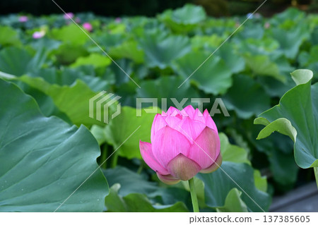 純淨綻放的蓮花 純淨綻放的蓮花 137385605