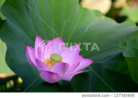 Purely blooming lotus flowers 137385606