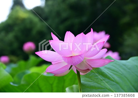 純淨綻放的蓮花 純淨綻放的蓮花 137385608