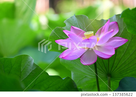 純淨綻放的蓮花 137385622