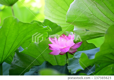 Purely blooming lotus flower 137385623
