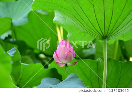 Purely blooming lotus flower Purely blooming lotus flower 137385625