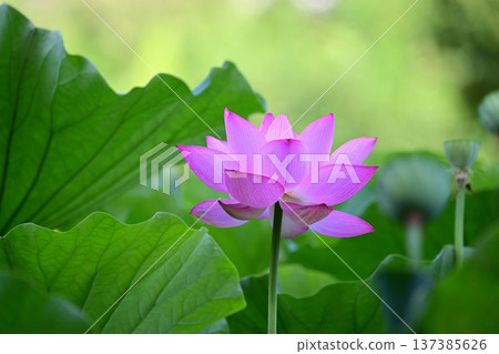 Purely blooming lotus flower Purely blooming lotus flower 137385626