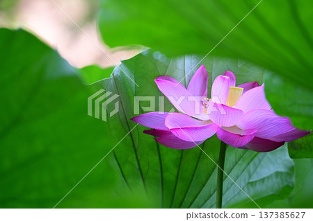 純淨綻放的蓮花 純淨綻放的蓮花 137385627