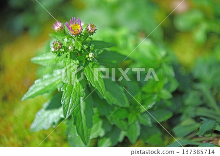 Deep purple flowers of the Takanekondaisi that grow wild on the rocky terrain of high mountains Deep purple flowers of the Takanekondaisi that grow wild on the rocky terrain of high mountains 137385714