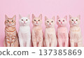 Diverse cat group on pink background, cute animal design 137385869