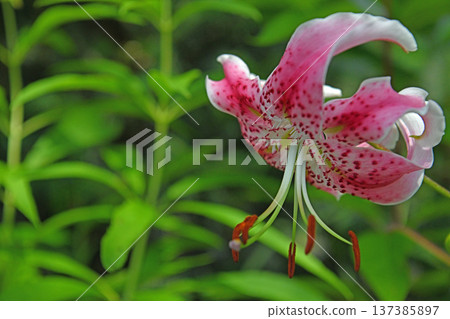 這種稀有的高山植物－鹿角百合，有著美麗的鹿角花紋。 137385897