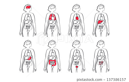 Internal Organs Sketch Internal Organs Sketch 137386157