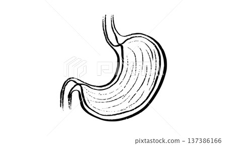 Stomach anatomy sketch Stomach anatomy sketch 137386166