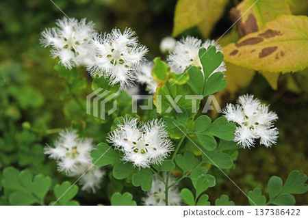 美麗的澤蘭，開著朦朧的藍紫色花朵。 137386422