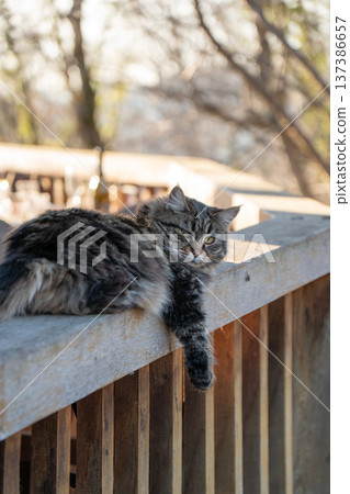 Fluffy domestic cat resting on wooden railing of outdoor terrace in countryside farm setting, relaxed animal lying in warm daylight with rural background. Rural lifestyle, farm tourism atmosphere Fluffy domestic cat resting on wooden railing of outdoor terrace in countryside farm setting, relaxed animal lying in warm daylight with rural background. Rural lifestyle, farm tourism atmosphere 137386657