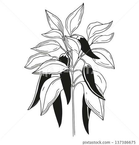 Hand-drawn chili pepper plant with leaves and chili peppers on it in graphic detailed sketch style isolated on white background 137386675