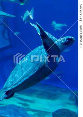 Underwater photo of a gracefully dancing green sea turtle_vertical 137386769