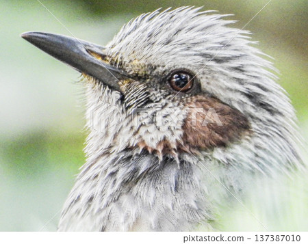 A portrait of a brown-eared ... A portrait of a brown-eared ... 137387010