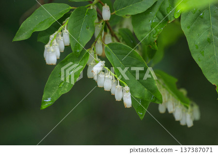 White flowers of the leek tree blooming in the early summer forest White flowers of the leek tree blooming in the early summer forest 137387071