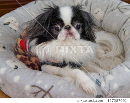 Cute Japanese Chin Portrait of a small dog relaxing indoors Cute Japanese Chin Portrait of a small dog relaxing indoors 137387091