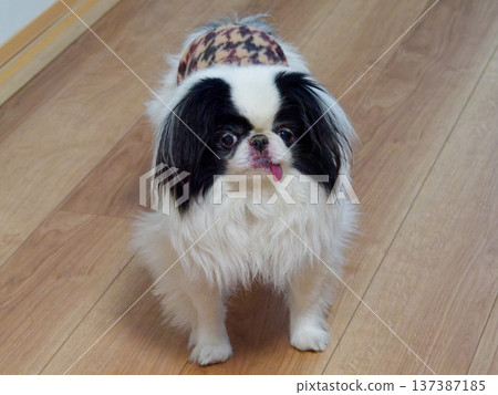 可愛的日本狆犬 - 一張可愛的小狗吐著舌頭的肖像 137387185