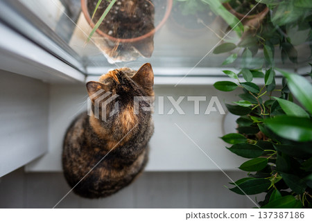 Curious calico cat sitting on windowsill at home, looking at potted plants outside, top view 137387186