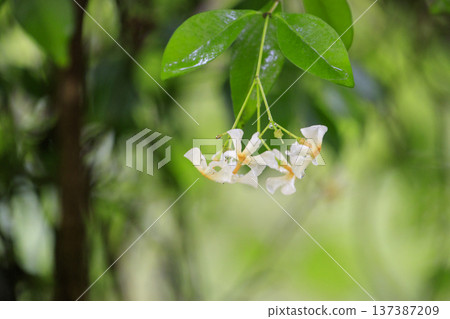 White flowers of Trachelospermum japonica blooming in the early summer forest 137387209