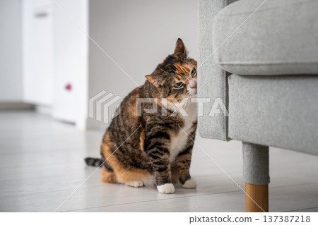 Curious calico cat marking furniture in new home, kitty sniffing sofa leaving scent and pheromones. Curious calico cat marking furniture in new home, kitty sniffing sofa leaving scent and pheromones. 137387218