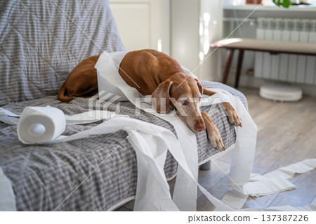 Sad bored naughty dog lies on couch, surrounded by unraveled paper, waiting alone for owner return Sad bored naughty dog lies on couch, surrounded by unraveled paper, waiting alone for owner return 137387226