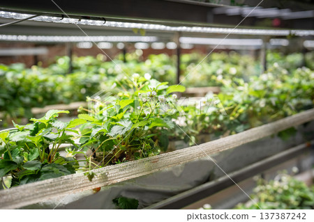 Blooming strawberries plants growing in smart greenhouse under grow lights and hydroponics system. Blooming strawberries plants growing in smart greenhouse under grow lights and hydroponics system. 137387242