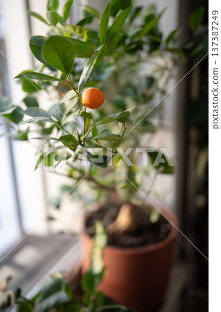 Harvesting first crop of homegrown mandarins, growing citrus potted tree at home 137387249