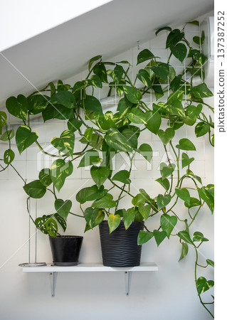 Potted Golden Pothos Epipremnum aureum clings to a metal support grid on shelf at home Potted Golden Pothos Epipremnum aureum clings to a metal support grid on shelf at home 137387252