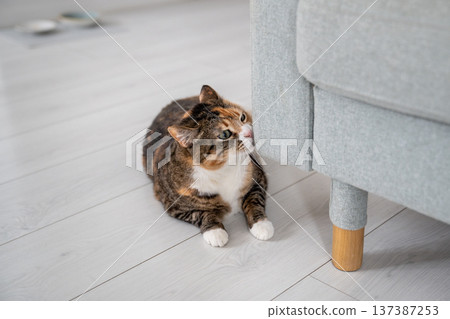 Cat rubbing muzzle against sofa corner, spraying scent from special glands with hormones. Pet life Cat rubbing muzzle against sofa corner, spraying scent from special glands with hormones. Pet life 137387253