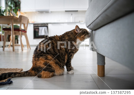 Calico cat sniffing couch in living room, getting to know new home and marking unknown territory. Calico cat sniffing couch in living room, getting to know new home and marking unknown territory. 137387295