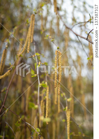 Earrings on hazel branches closeup in early spring. Hazelnut flowering in march, april in park 137387317