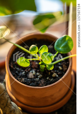 Closeup of small Pilea peperomioides houseplant in clay pot at home. Chinese money plant. Closeup of small Pilea peperomioides houseplant in clay pot at home. Chinese money plant. 137387334