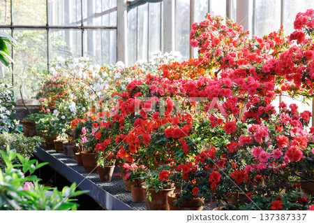 flowering colourful Azaleas in greenhouse, blooming Rhododendrons flowering colourful Azaleas in greenhouse, blooming Rhododendrons 137387337
