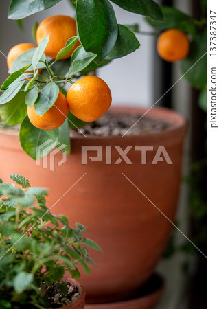 Little orange tree with fruits in terracotta pot on windowsill at home. Calamondin citrus plant. Little orange tree with fruits in terracotta pot on windowsill at home. Calamondin citrus plant. 137387347