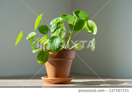 Pilea peperomioides houseplant in terracotta pot at home. Chinese money plant. Indoor gardening. Pilea peperomioides houseplant in terracotta pot at home. Chinese money plant. Indoor gardening. 137387355