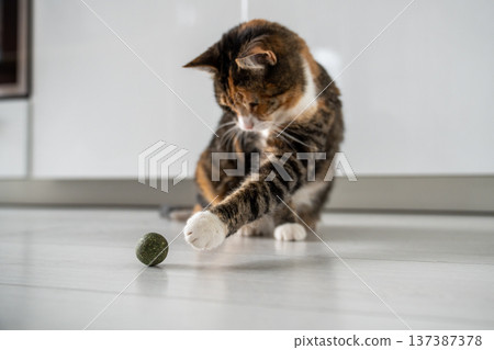 Playful fluffy kitty pulls paw towards toy catnip. Useful entertainment for pets. Love house animals 137387378