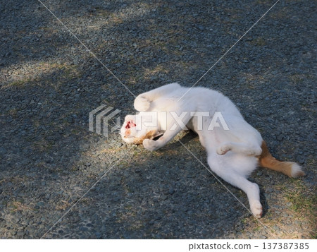 Cat playing in the park Cat playing in the park 137387385