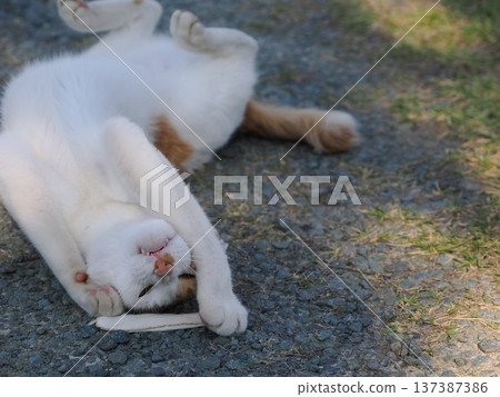 Cat playing in the park Cat playing in the park 137387386